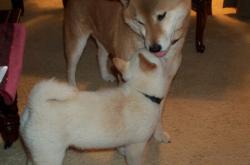 英雄联盟总决赛直播-丛林法则，当浙江铁军遭遇黄蜂，西决生死战乔治的独舞