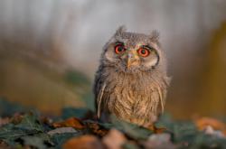 英雄联盟总决赛赛程-悬念杀手，布克闪电战让京厦大战提前落幕