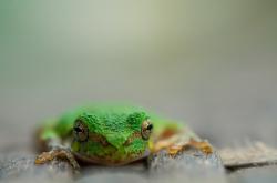 -从底特律的喘息到金州的传奇，体育接管时刻的双重奏