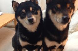 LOL决赛-破阵者与孤神，当灰熊打穿雄鹿，字母哥的冠军级表演染上悲壮色