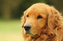 英雄联盟总决赛2025-红白铁壁前，萨拉赫单骑破局，一场定义关键先生的压制战