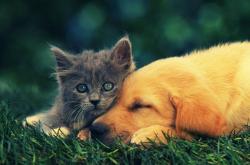 英雄联盟总决赛直播-绿色闪电杀死悬念，勒沃库森超车终结F1争冠焦点战