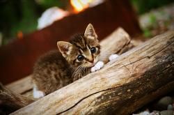 英雄联盟总决赛赛程-当东方铁壁撕裂圣安东尼奥防线—西亚卡姆加冕关键先生，深圳谱写逆袭史诗