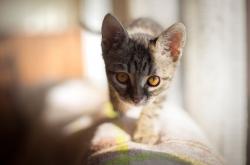 LOL赛事-绿茵场上的F1车手，当李刚仁开启街道赛模式