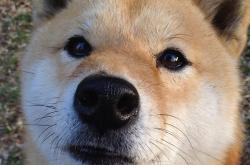 英雄联盟总决赛门票-当波斯铁骑遭遇加泰巨舰，福登在和平友谊赛中的世纪演出