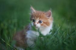 LOL决赛-手术刀，欧冠淘汰赛之夜，斯通斯持续制造杀伤的战术密码