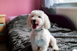 英雄联盟总决赛2025-福克斯关键先生光芒四射，快船连续得分狂潮彻底压制开拓者