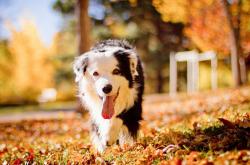 LOL赛事-磁力场中心，世界排名争夺战之夜，武切维奇如何改写比赛定律