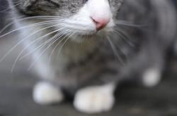 英雄联盟总决赛直播-当巴林赛道点燃夜空，F1的速度交响与布克的得分风暴