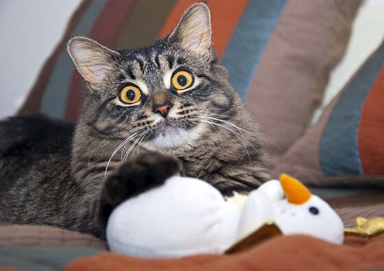 浓眉如节拍器统御全场，北京队行云流水轻取森林狼