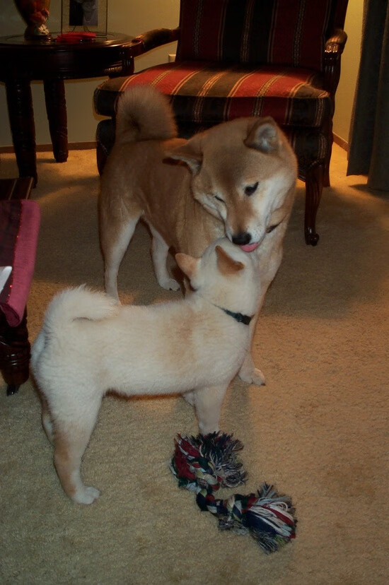 丛林法则，当浙江铁军遭遇黄蜂，西决生死战乔治的独舞