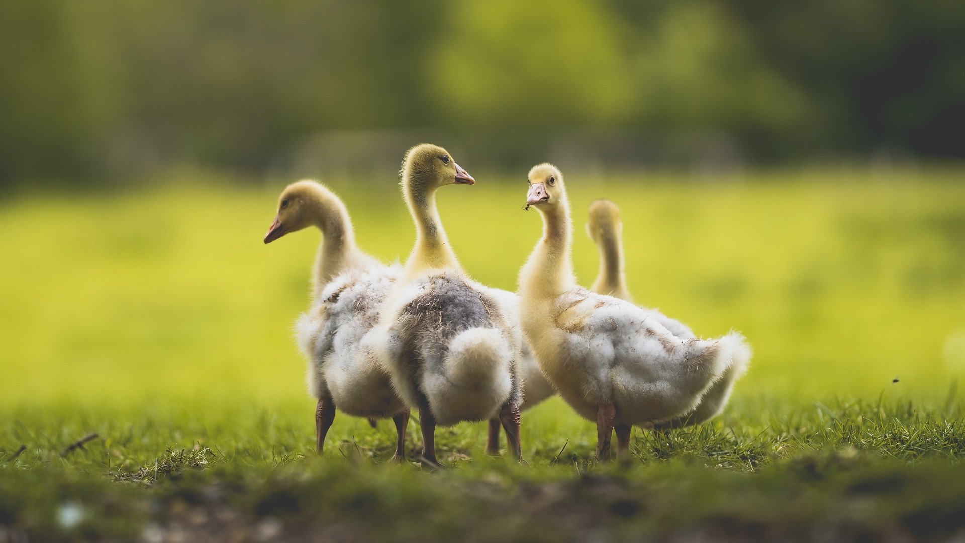 猛龙强势晋级与詹姆斯大场面哲学,跨越赛场的制胜密码