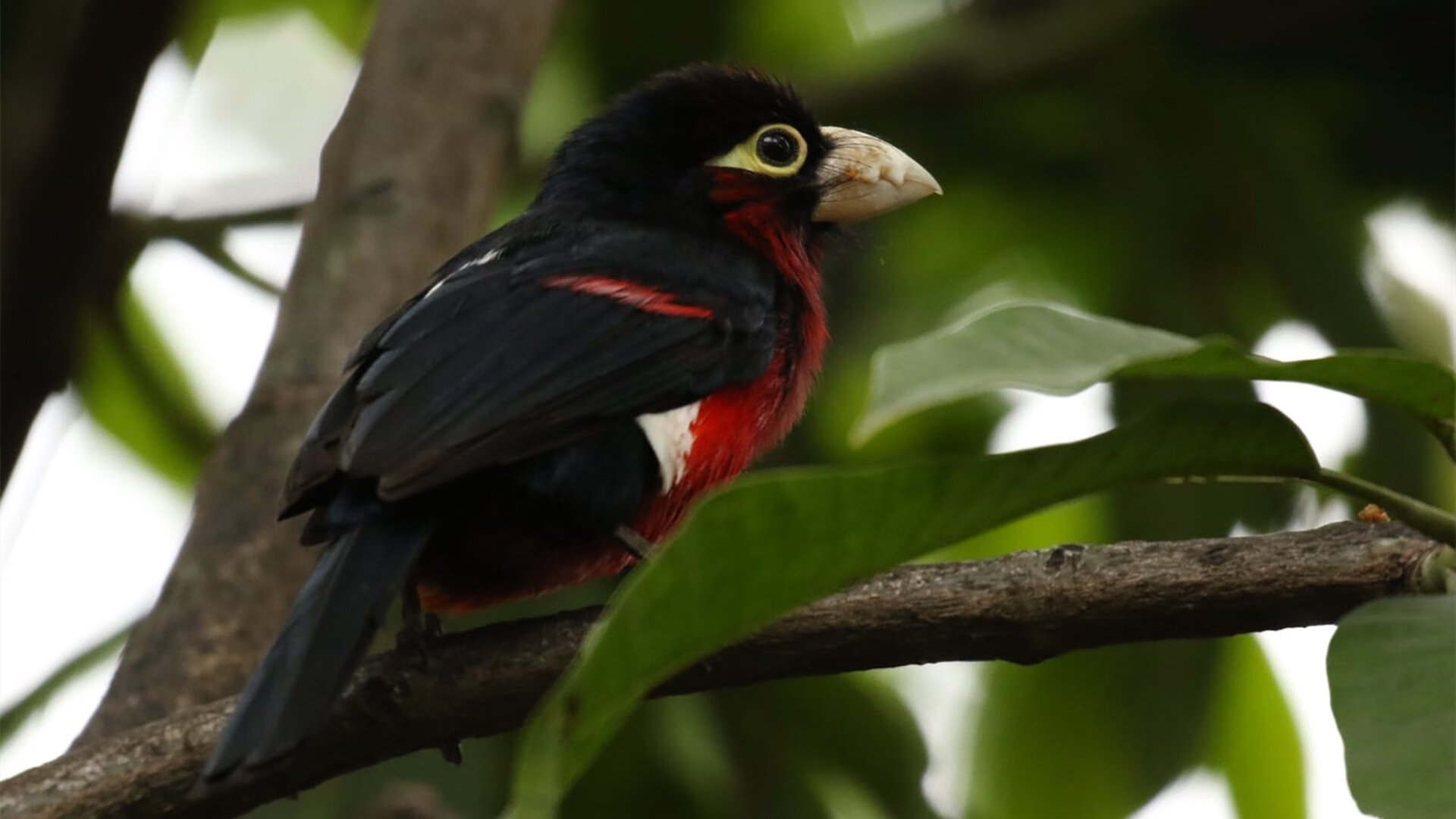 单核对群狼,莫兰特独木难支,森林狼以体系碾压活塞