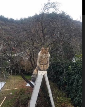 中日英绿茵暗战,富安健洋一球定音,三狮军团梦碎预选赛