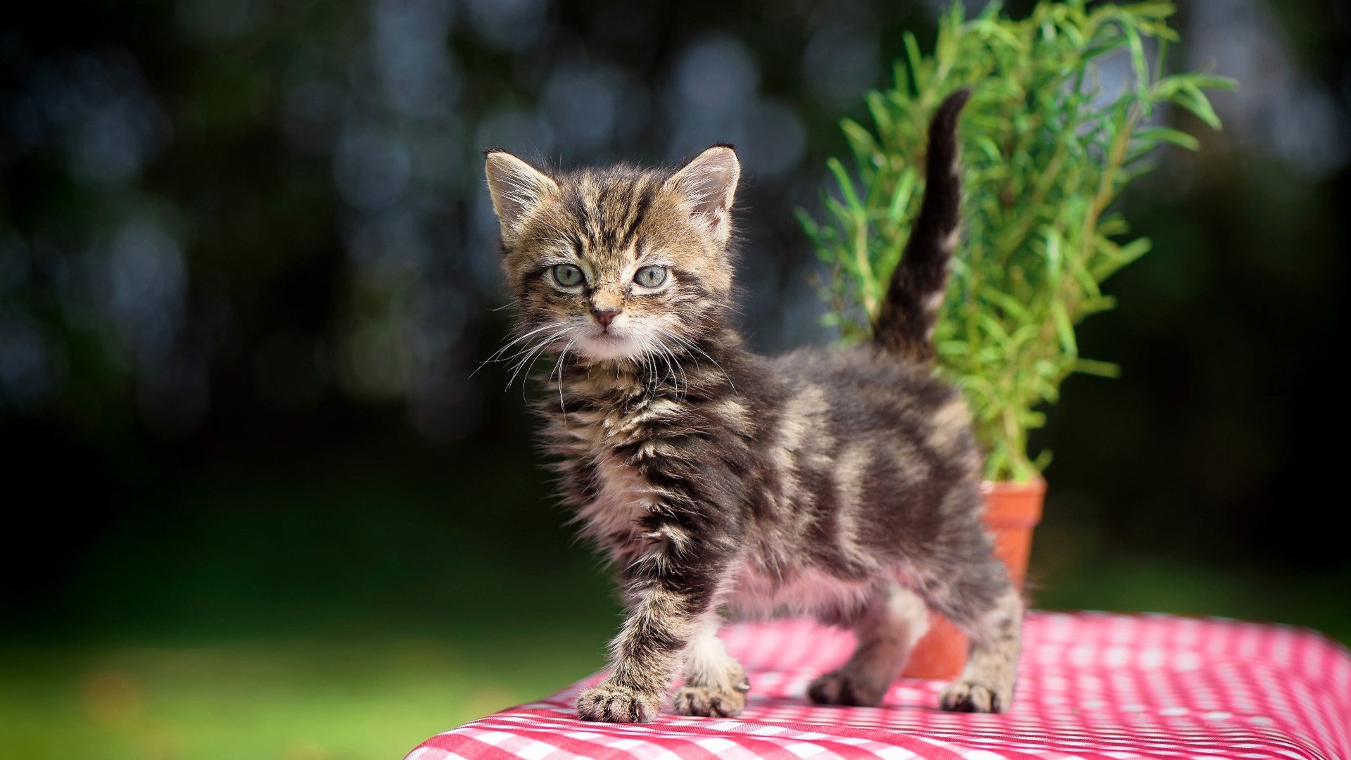 当库里披上德甲战袍，公牛战术如何终结勇士悬念