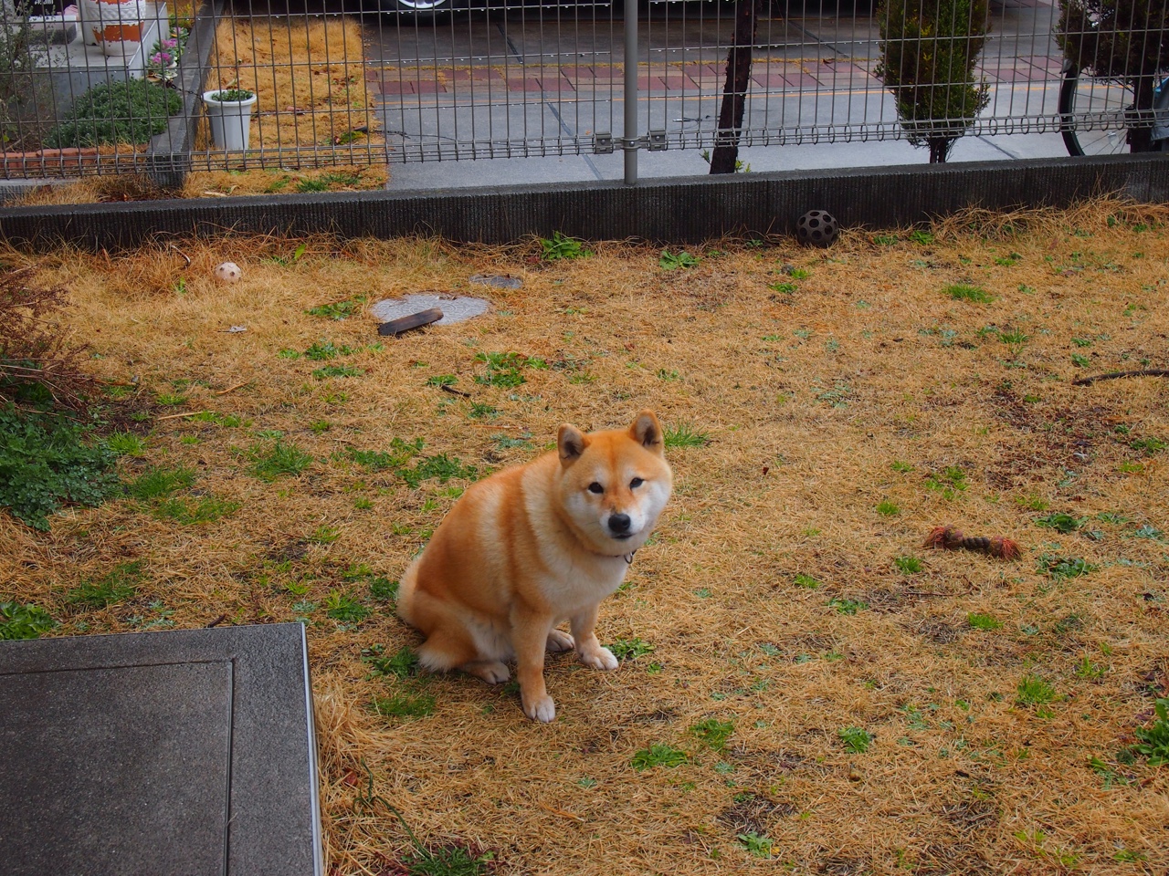 当国王以数据为剑,福克斯的爆炸为何沦为掘金收割快船的完美背景板?