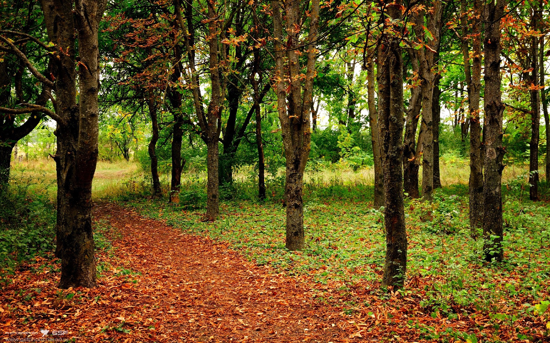 绿鹰与咖啡骑士的沙漠鏖战，萨卡在美加墨世界杯接管比赛