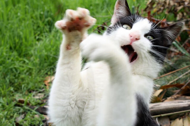 双星闪烁,世界新生代,从利拉德的坚冰绝杀到拉梅洛的灼热接管