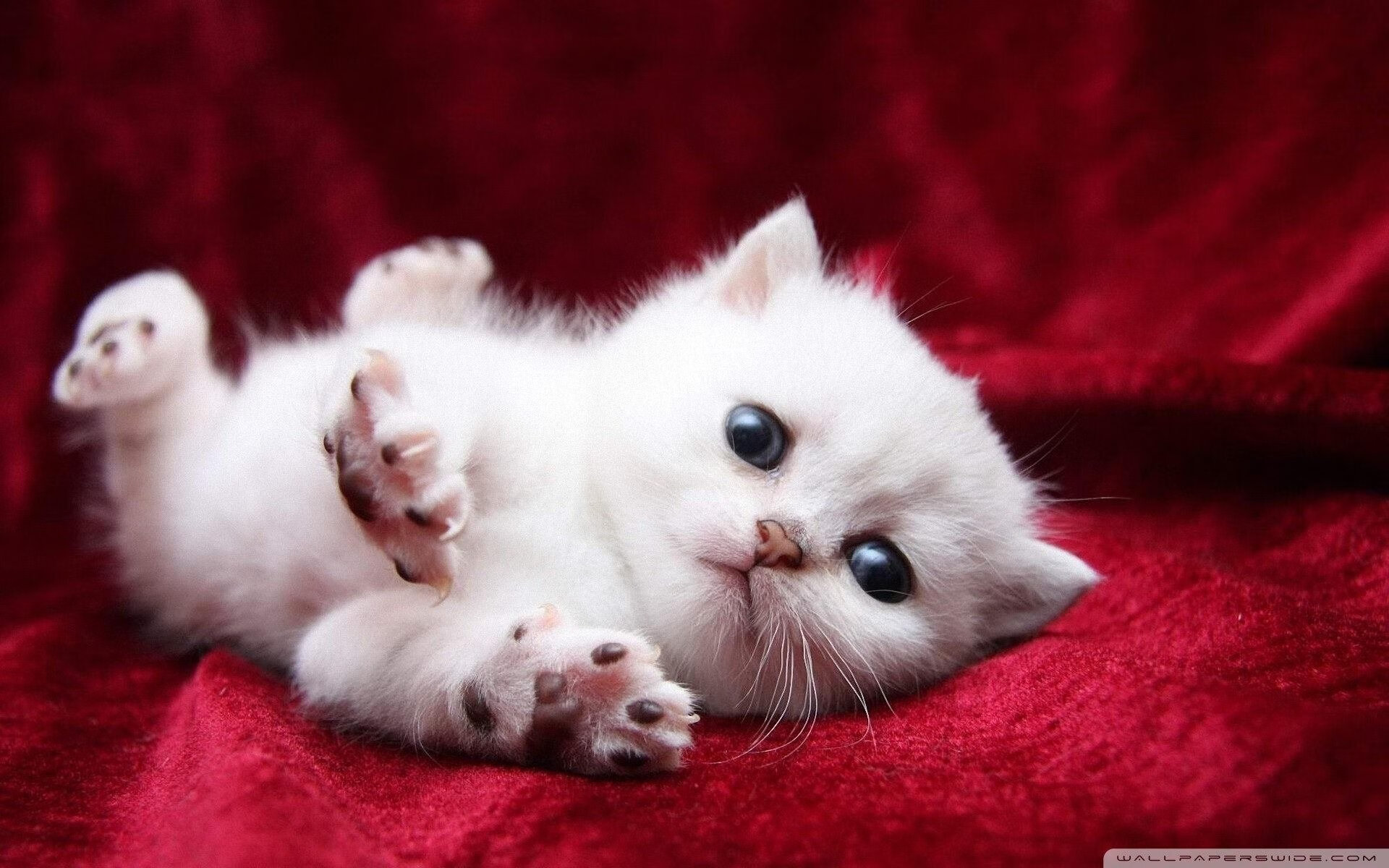 狼王之眸,米切尔如何在攻防转换中锁定黄蜂