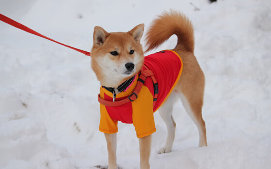 克莱轰40分创生涯得分里程碑，黄蜂险胜深圳终结其十连胜