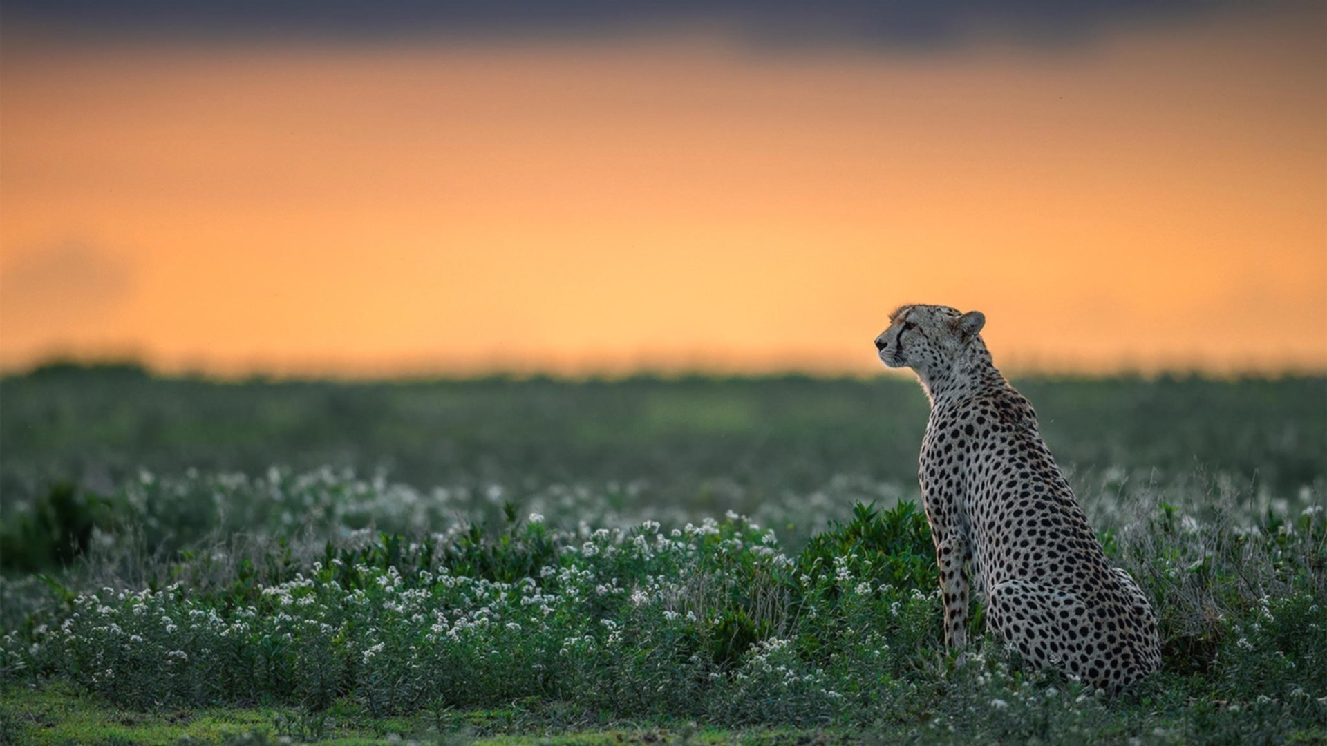 卡塞米罗之夜,从圣保罗到加拉加斯的抢七传奇