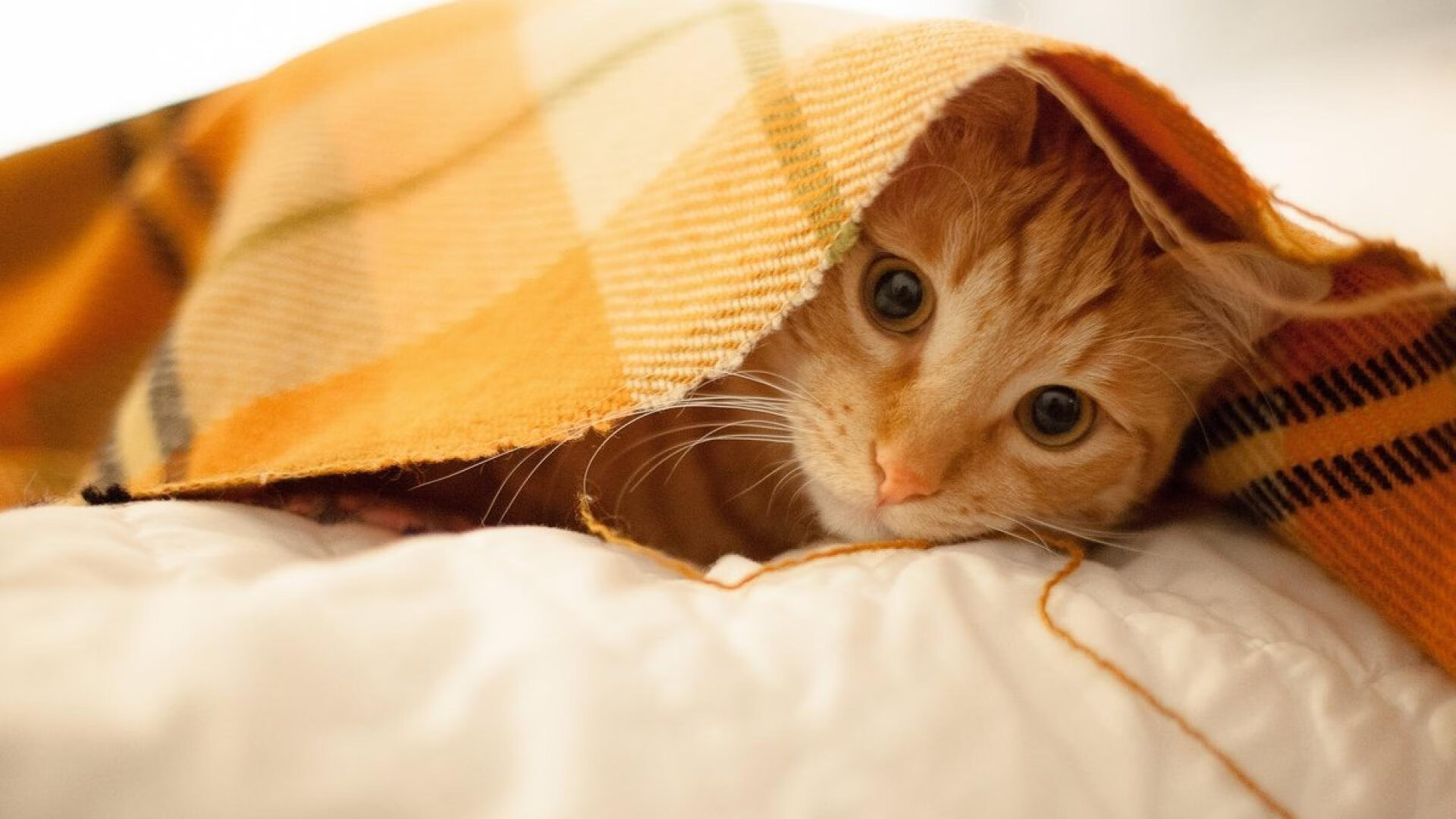 新王登基,鏖战中诞生的关键先生