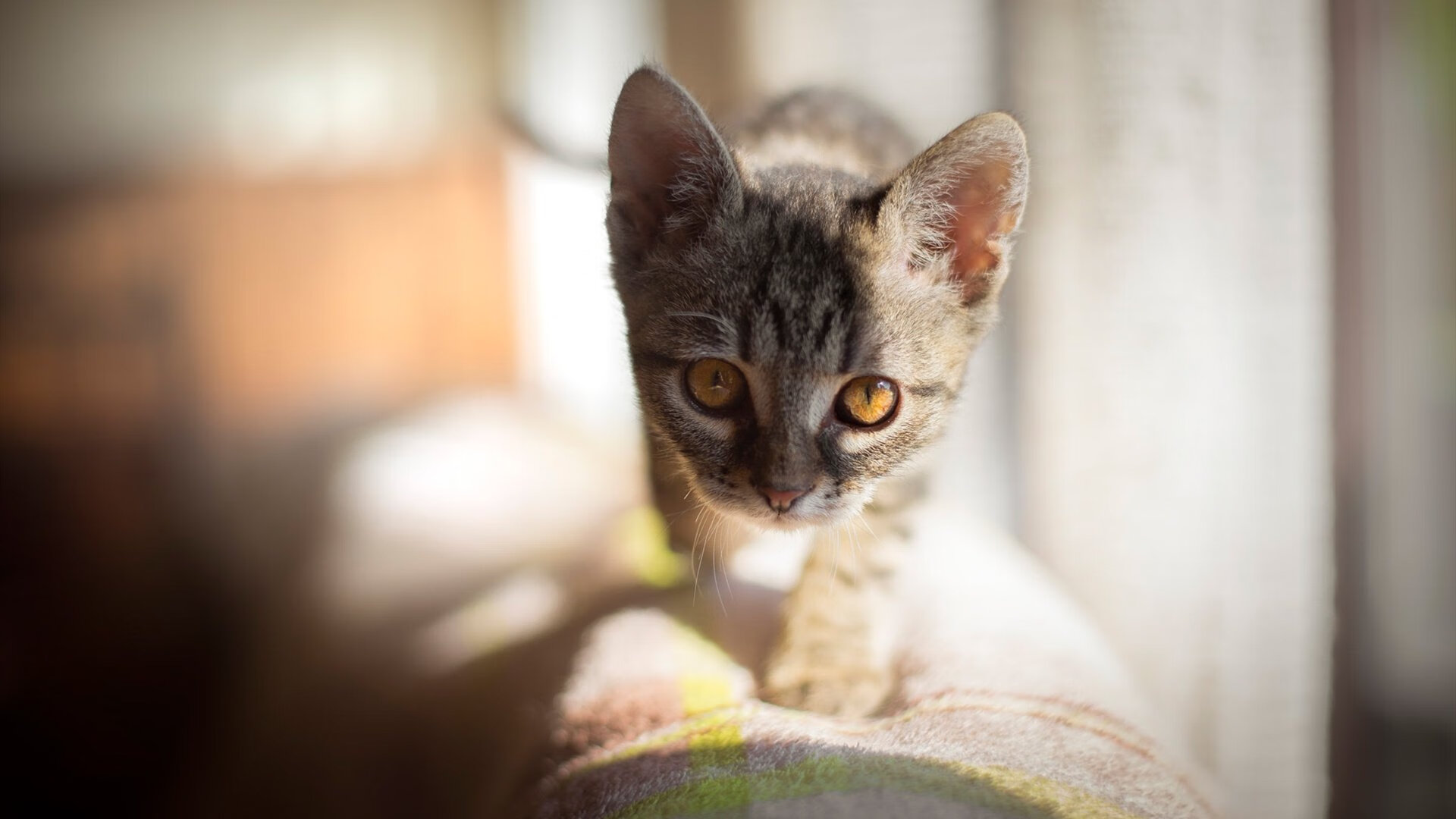 灰熊撕碎狼群,西亚卡姆的手术刀如何解剖明尼苏达