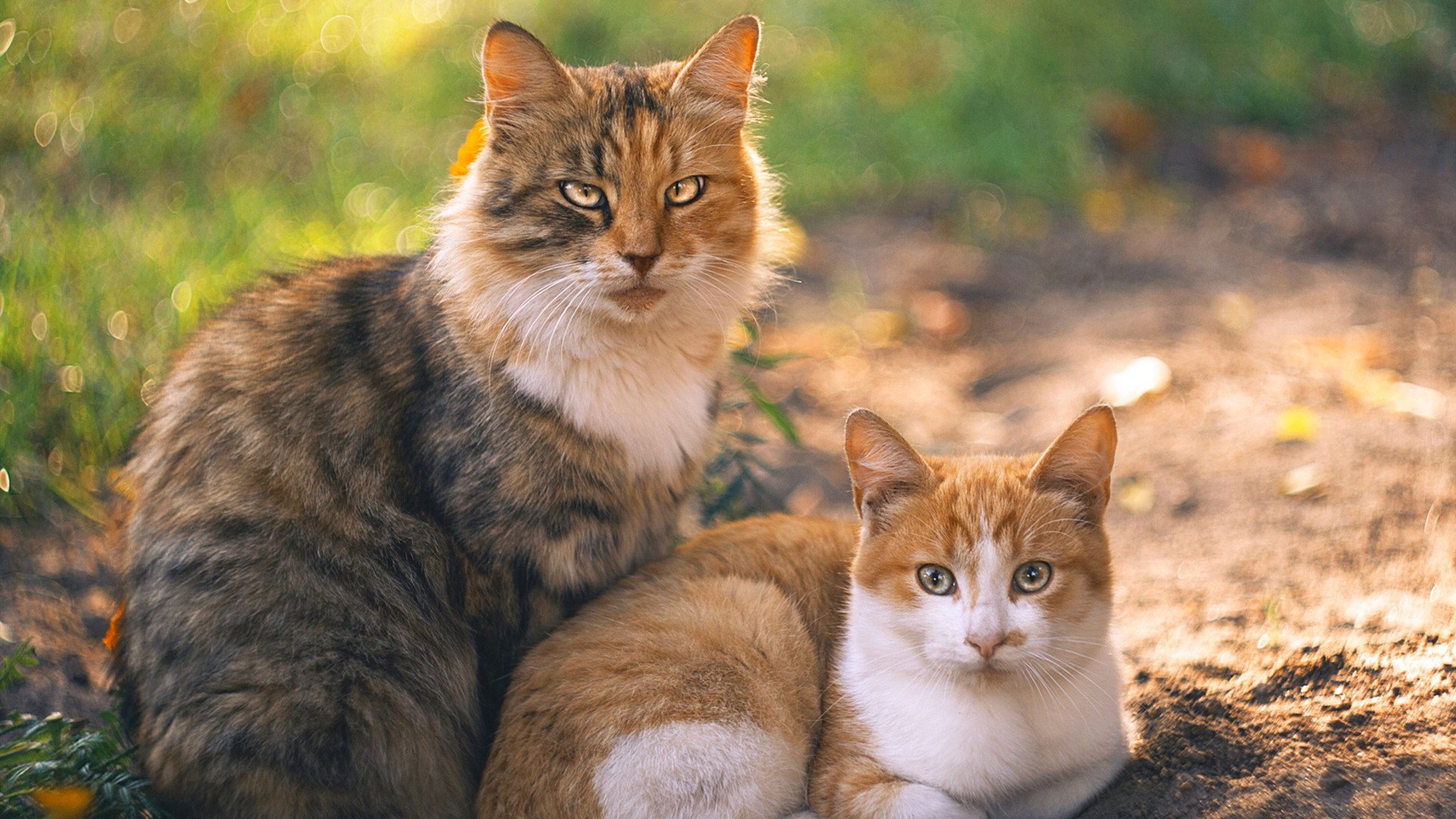 冰火交响曲,欧文独舞撕裂防线,掘金熔炉炼出争冠真金