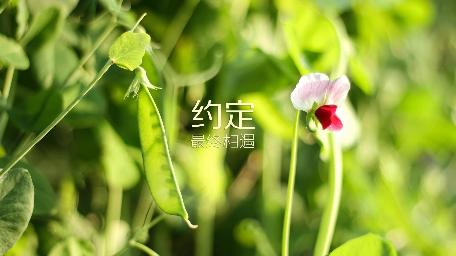 桑巴与高卢的协奏曲,2026世界杯E组,那一刻,默契写就永恒